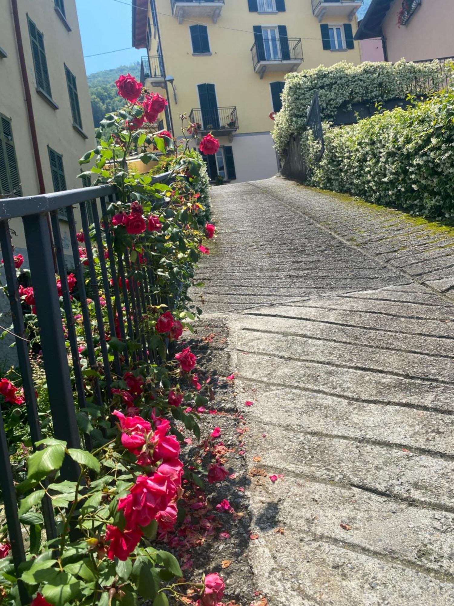 Peonia Apartment - Appartamento Vista Lago Lezzeno Dış mekan fotoğraf