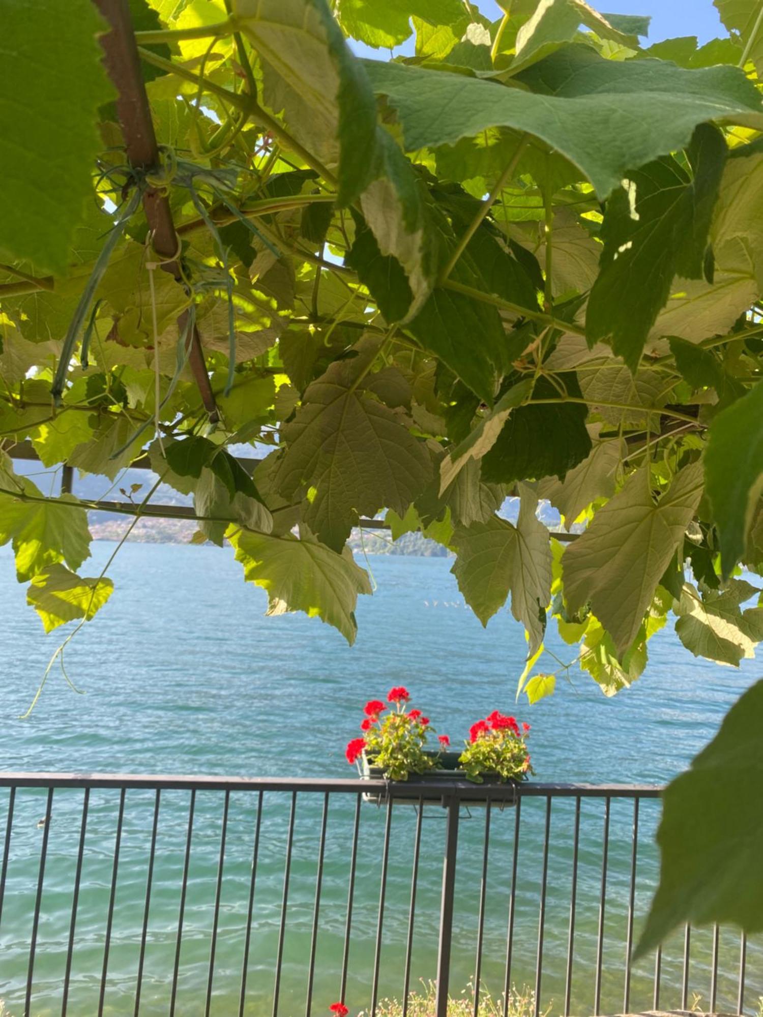 Peonia Apartment - Appartamento Vista Lago Lezzeno Dış mekan fotoğraf