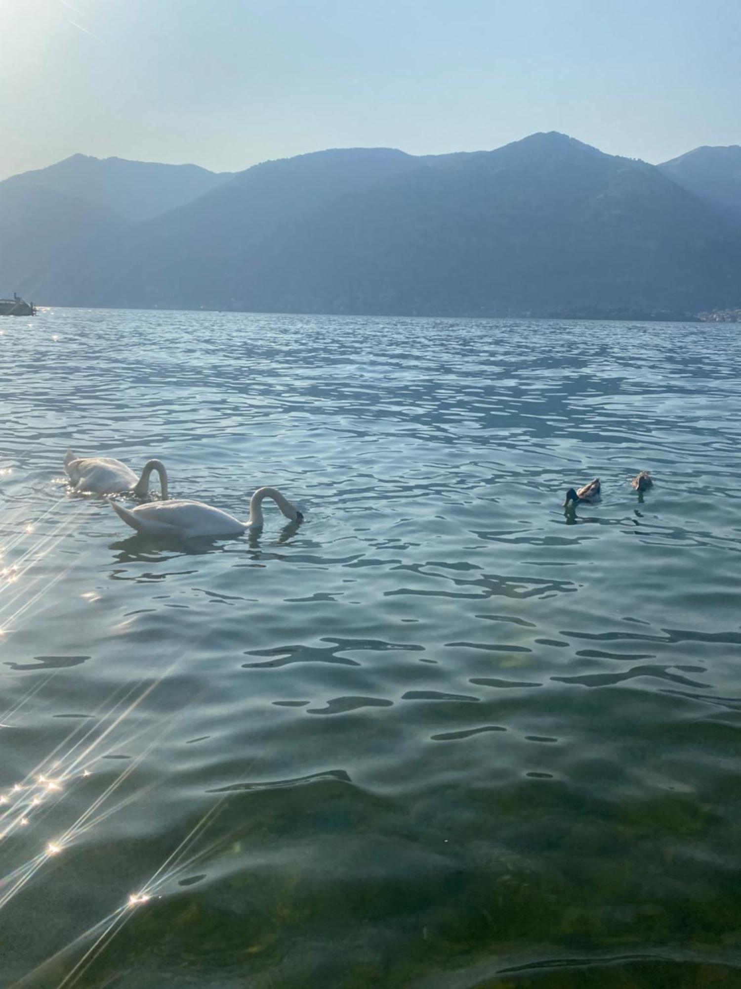 Peonia Apartment - Appartamento Vista Lago Lezzeno Dış mekan fotoğraf