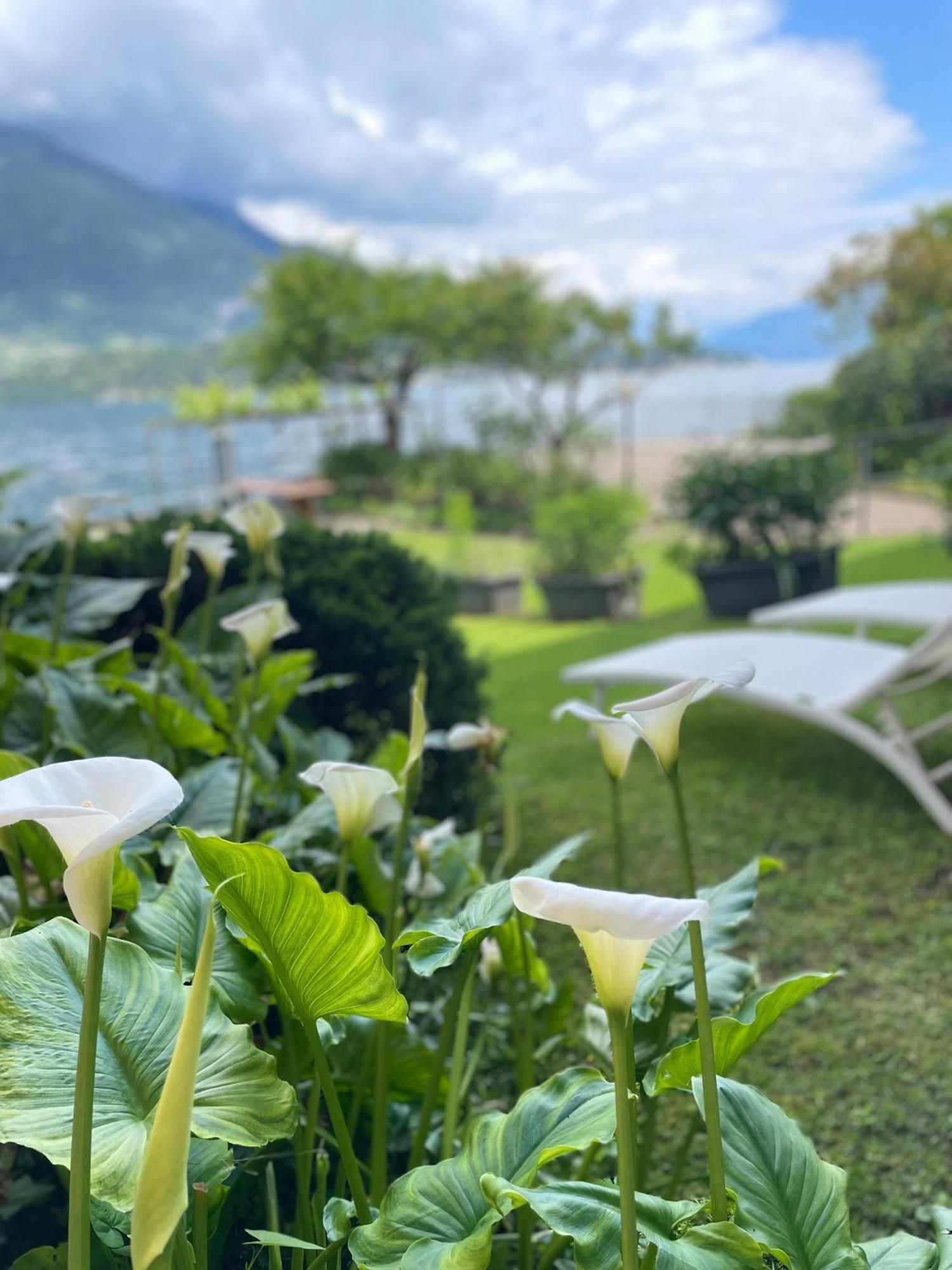 Peonia Apartment - Appartamento Vista Lago Lezzeno Dış mekan fotoğraf